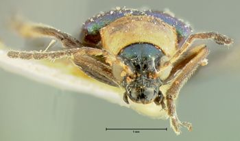 Media type: image;   Entomology 33872 Aspect: head frontal view